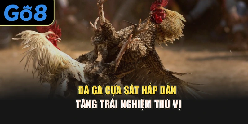 Đá gà cựa sắt hấp dẫn tăng trải nghiệm thú vị